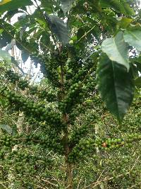 Coffea arabica image