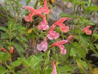 Salvia squalens image