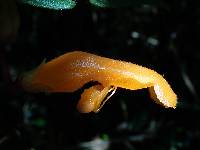 Columnea strigosa image