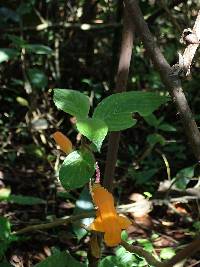 Columnea strigosa image