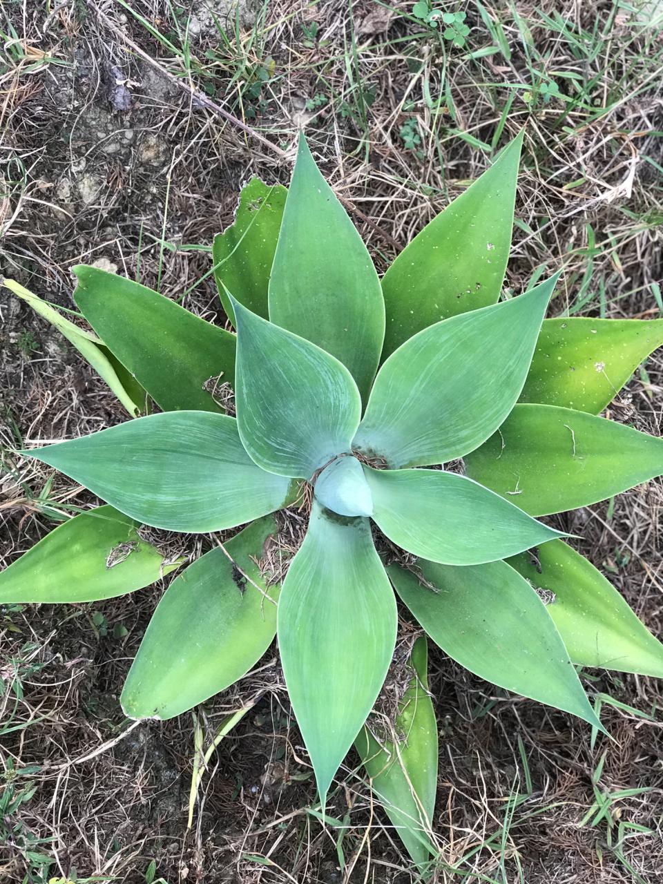 Agave attenuata image