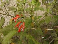 Salvia squalens image