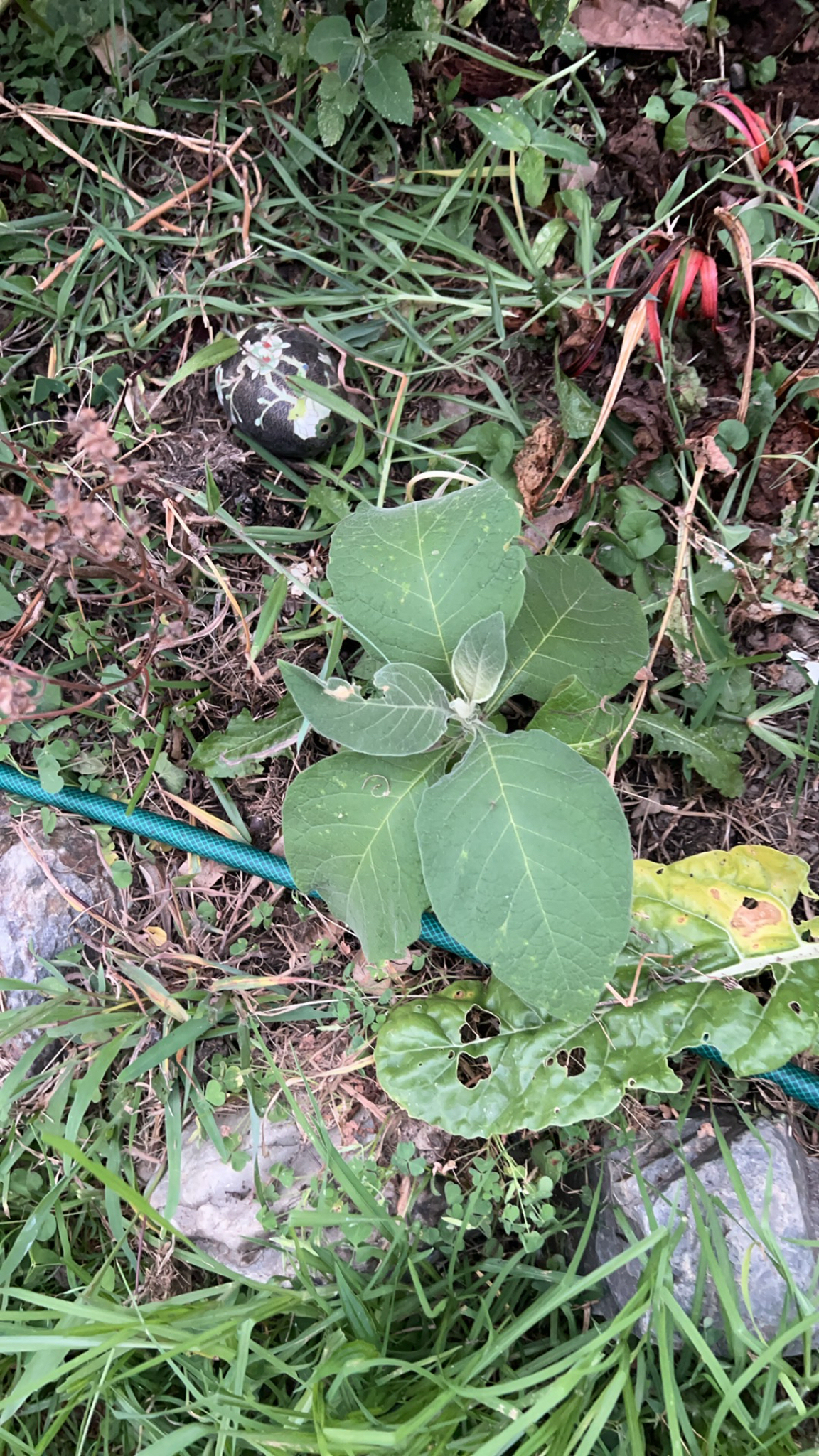 Solanum mauritianum image