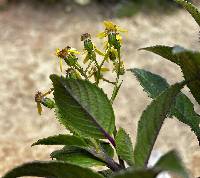 Dendrophorbium dodsonii image