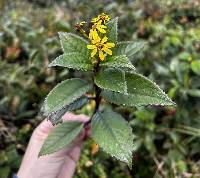 Dendrophorbium dodsonii image