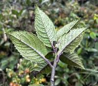 Dendrophorbium dodsonii image