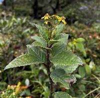 Dendrophorbium dodsonii image