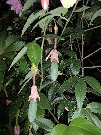 Passiflora tarminiana image