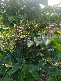 Coffea arabica image