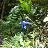 Salvia macrophylla image