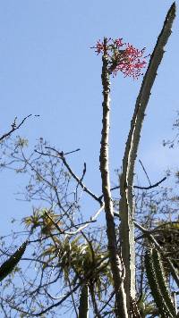 Vasconcellea parviflora image