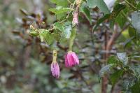 Passiflora glaberrima image