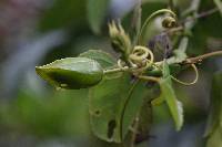 Passiflora glaberrima image