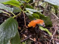 Columnea strigosa image