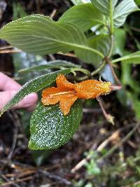 Columnea strigosa image