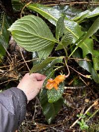 Columnea strigosa image