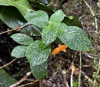 Columnea strigosa image