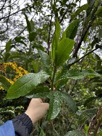 Dendrophorbium scytophyllum image