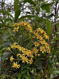 Dendrophorbium scytophyllum image