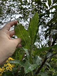 Dendrophorbium scytophyllum image