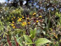 Dendrophorbium dodsonii image