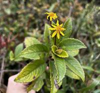 Dendrophorbium dodsonii image