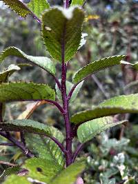 Dendrophorbium dodsonii image