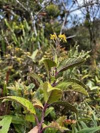 Dendrophorbium dodsonii image