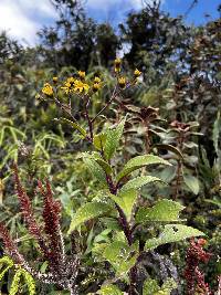 Dendrophorbium dodsonii image