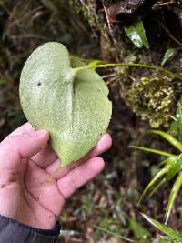 Pleurothallis cordata image