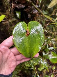 Pleurothallis cordata image