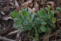 Kalanchoe laxiflora image