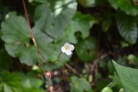 Begonia parcifolia image