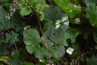 Begonia parcifolia image