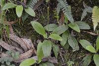 Plantago australis image