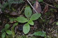 Plantago australis image