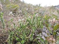 Valeriana microphylla image