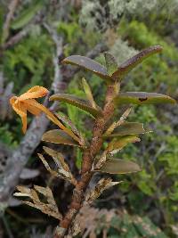 Maxillaria frontinoensis image