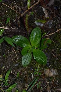 Image of Plantago australis