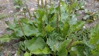 Plantago major image