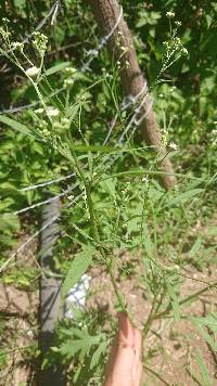 Parthenium hysterophorus image