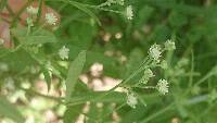 Parthenium hysterophorus image