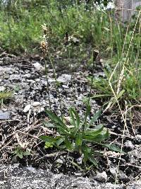 Plantago lanceolata image