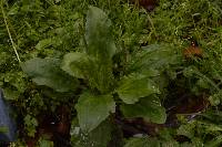 Plantago major image