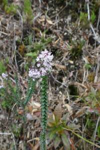 Image of Valeriana microphylla