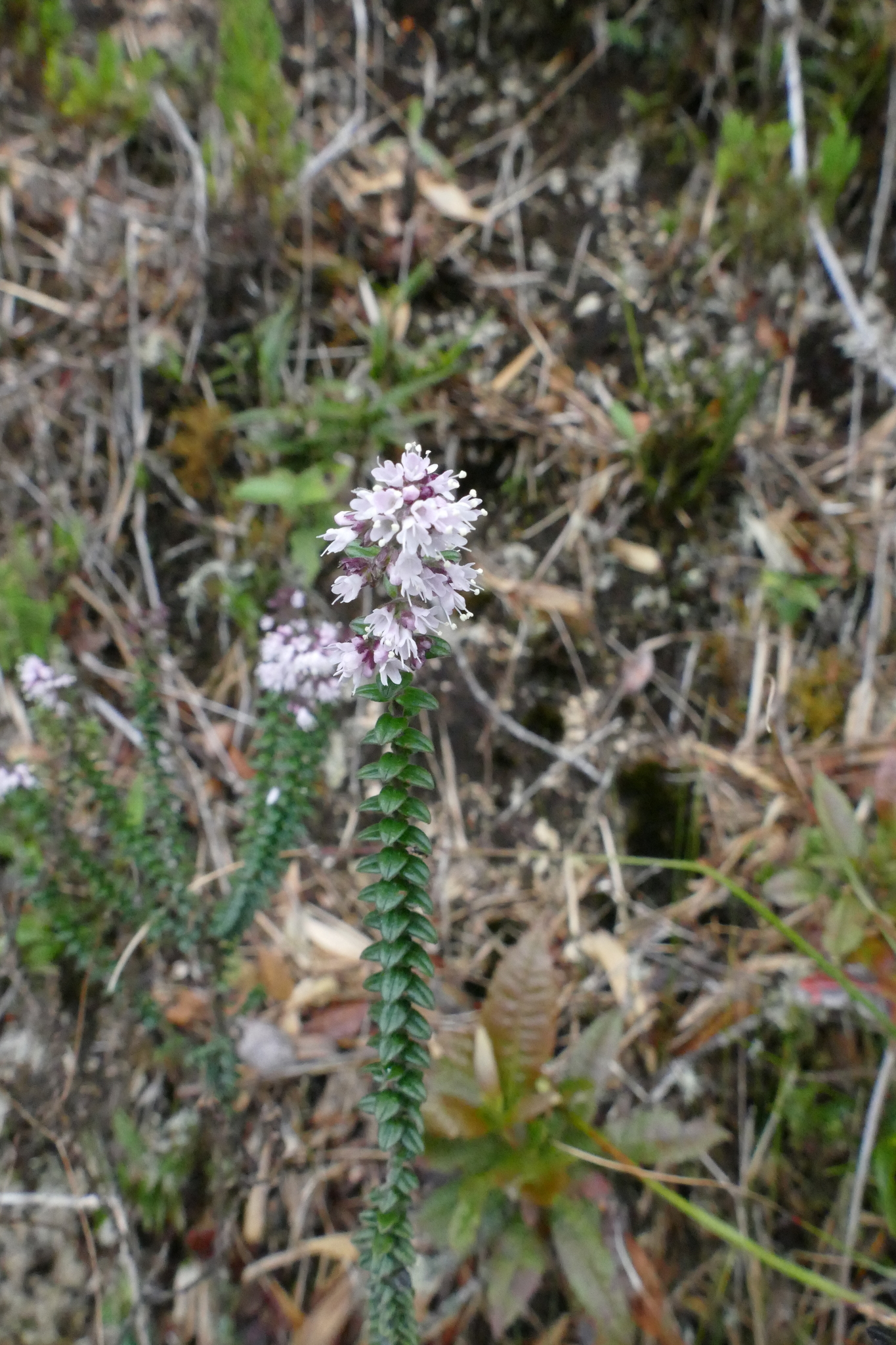 Valeriana microphylla image