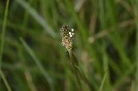 Plantago lanceolata image