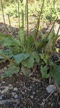 Image of Plantago major