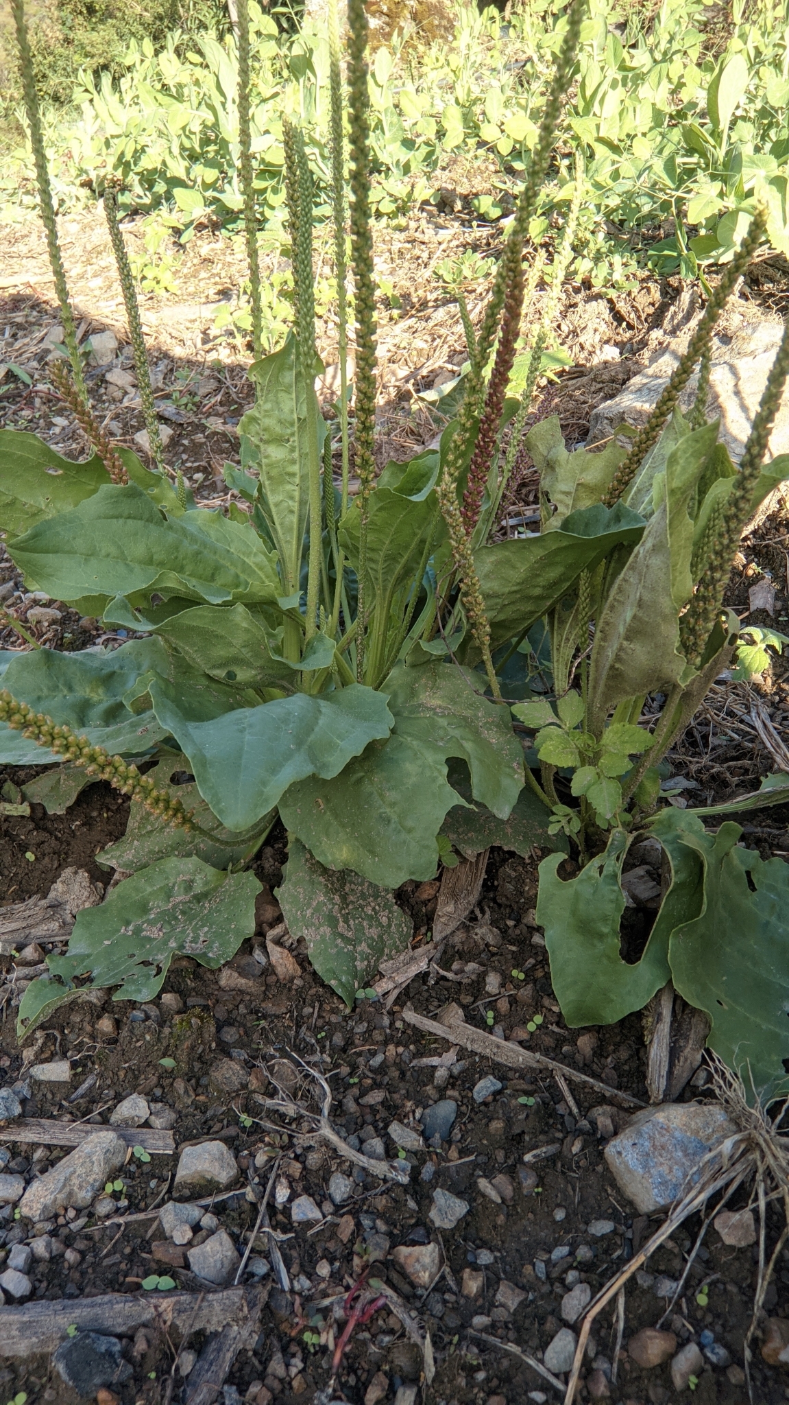 Plantago image