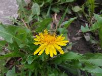 Taraxacum officinale image